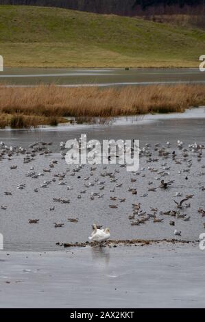 Un paio di Mute Swans e Seagulls su uno dei laghi congelati della Riserva Naturale di Murton fuori da Forfar. Foto Stock
