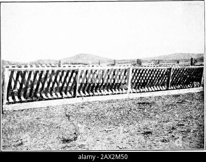 Il libro di erba medica; storia, coltivazione e meritsIts usa come foraggio e fertilizzante . Scatola rack per L'Alimentazione di Alfalfa A Pecora. Griglia per Allattare Alfalfa Alle Pecore Foto Stock