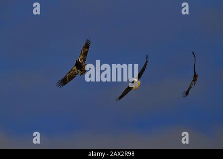 Tre aquile calve, un adulto e due uccelli immaturi, si inclinano e si librano in volo contro il cielo blu Foto Stock