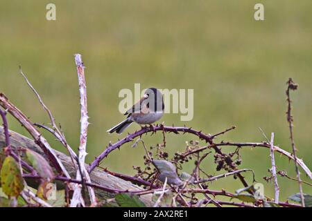 Incantevole, piccola Junco con occhi scuri appollaiato su brambles nel Pacifico nord-occidentale Foto Stock