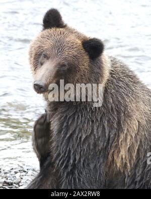 Con un winsome, humorous inclinazione della testa, bagnato grizzly portano i graffi un prurito. Foto Stock