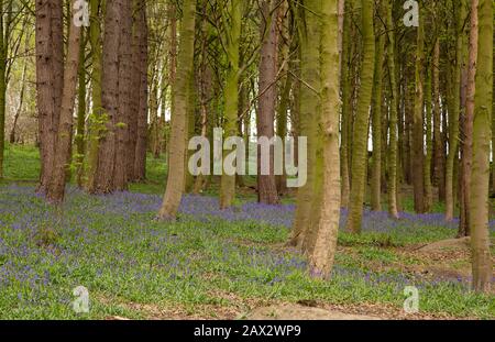 Bluebells A Esholt Woods, Yorkshire, Inghilterra. Foto Stock