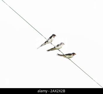 Swallows su un filo in Baildon, Yorkshire, Inghilterra. Foto Stock