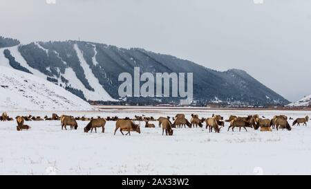 National Elk Refuge, Jackson, Wyoming Foto Stock