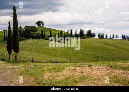 strada costeggiata da cipressi con vista sulle colline ondulate con campi E vigneti Toscana campagna sulla Via Francigena sentiero in Toscana Italia Foto Stock