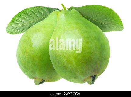 Frutti di guava isolati. Due guavas verdi su un ramo di albero isolato su sfondo bianco con tracciato di ritaglio Foto Stock