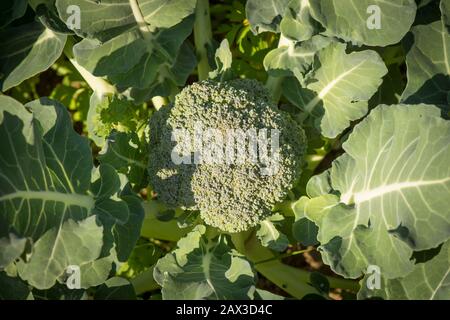 Primo piano di Testa di broccoli coltivati Organici in orto. Foto Stock