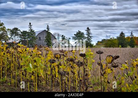 girasole morto in campo con colonica come sfondo Foto Stock