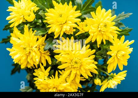 Bouquet di crisantemi gialli su sfondo blu classico. Fiori gialli su blu classico. Un piatto di crisantemi gialli su un classico blu Foto Stock