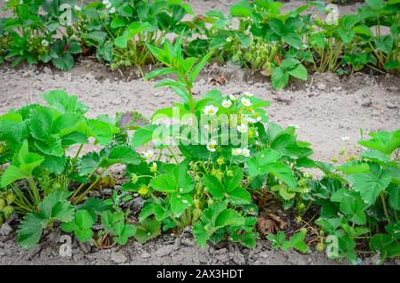 La fila panoramica di piante di fragole con fiori di fiore conduce in orizzontale a Washington, Stati Uniti Foto Stock