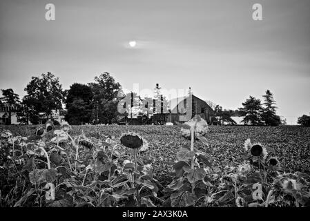 Girasole in campo con casale come sfondo (B & N) Foto Stock