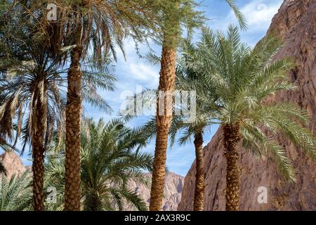 Gli alberi di palma all'entrata vanno il Canyon del colore. Nuweiba. Egitto Foto Stock