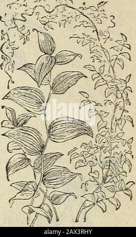 Catalogo primaverile dei semi di fiori e giardini nuovi, rari e belli di John Saulo coltivati e importati da John Saulo, Washington D. CC1888 . Gerani. Gloxinia; mescolato dai fiori più fini 25 25 Crassifolia grandiflora. Foto Stock