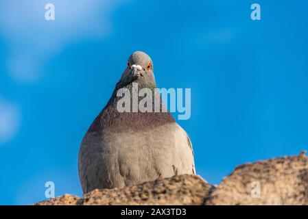 Piccione seduto su un muro di pietra contro il cielo blu con nuvole bianche. Foto Stock