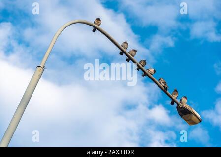 Piccioni seduti su una lampada da strada sullo sfondo di un cielo blu nuvoloso. Foto Stock