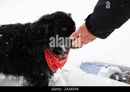 fuoco selettivo colpo di bel cane nero con una bandana rossa intorno al suo collo all'aperto sulla neve. e la mano del proprietario in background Foto Stock