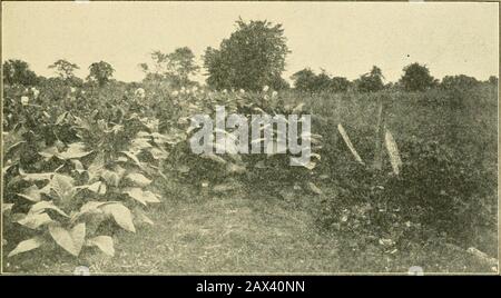 Colture agricole, loro coltivazione e gestione, un manuale non tecnico per la coltivazione, la gestione e il miglioramento delle colture agricole . Norfolk serie di suoli classificati dal U. S. Bureau di Suoli. Questo terreno produce un foglio sottile e colorato chiaro che viene usato nella produzione di sigarette e tabacchi granulati. Il suolo su cui il tabacco burly è cresciuto è anche un suolo leggero, come è anche il suolo di tabacco del Maryland. Il TABACCO 205 del suolo del tabacco del Connecticut e del Massachusetts è un suolo leggero e gravelly appartenente alla serie di suoli di Hartford e quando fertilizzato bene produce un Foto Stock