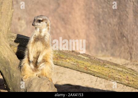 Primo piano di un curioso meerkat seduto su un log Foto Stock