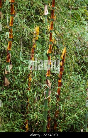 Nuovi, giovani germogli di bambù che crescono nella foresta tropicale. Bali, Indonesia. Foto Stock