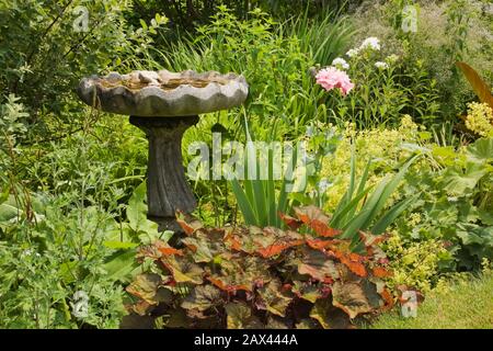 Birdbath grigio in cemento al confine con fiori e piante perenni tra cui Heuchera - Fiore di Corallo, Alchemilla mollis giallo - mantello di Signora Foto Stock