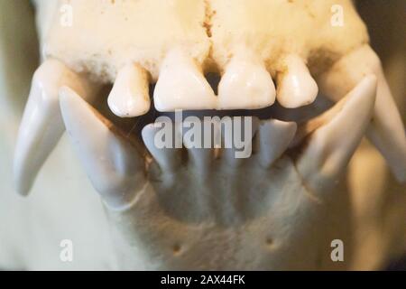 Colpo di primo piano estremo dei denti anteriori di un gorilla su un cranio Foto Stock