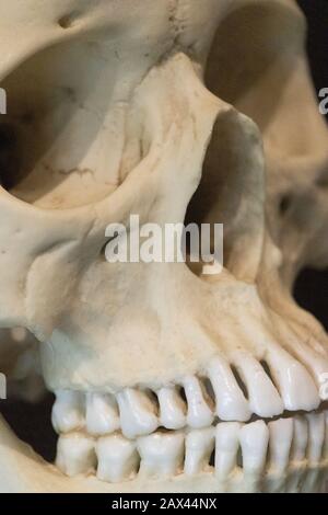 Colpo di primo piano estremo di un cranio umano con set completo di denti esposti in un museo Foto Stock