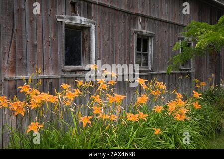 Una fila di hemerocallis fulva arancione - i fiori del giorno che crescono vicino ad un vecchio fienile di legno grigio e marrone nel giardino di campagna del cortile anteriore in estate. Foto Stock