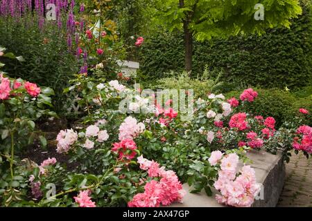 Rosa e rosso Rosa - Rose cespugli in un bordo rialzato giardino in un giardino paesaggistico cortile in estate. Foto Stock