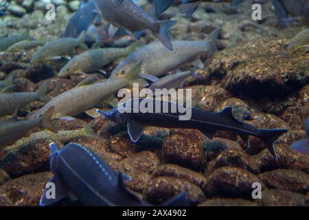 Accipenser naccarii sott'acqua, adriatic storeon nuoto sott'acqua Foto Stock