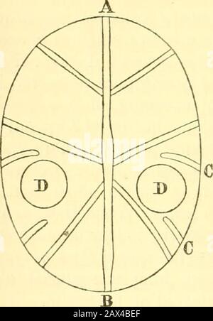 Rivista trimestrale di scienza microscopica. rs degli spazi intersettali tra la septa ecalcarea, che sono disposti secondo e terzo, destro e sinistro, dal setto mediano inferiore o ventrale. Questa coppia di cavità coniche in ciascuna calicola è estremamente profonda, e dopo che il catorallum è stato trattato con acido per un certo tempo, E tutte le altre tracce delle calicette sono state sciolte, le coppie di pitsstain cospicue, ancora disposte in file su tutta la sua superficie. Le fosse sono situate nella regione inferiore o ventrale dell'eachcalicola, appena inferiormente al suo diametro più corto. Le calicole areall di Foto Stock