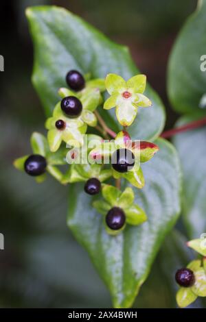 Hypericum androsaemum in inverno. Foto Stock