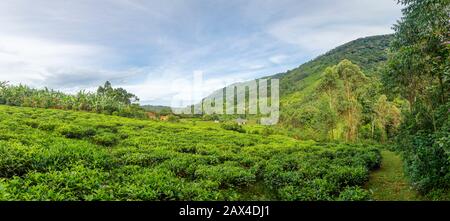 Vista sulla campagna collinare su campi di cespugli di caffè di Engagi Lodge, Buhoma, Bwindi Impenetrabile Foresta, Kanungu distretto, Western Regione, Uganda Foto Stock