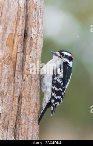 Picoides pubescens, uccello residente, Inverno, e Nord America, di Dominique Braud/Dembinsky Photo Assoc Foto Stock