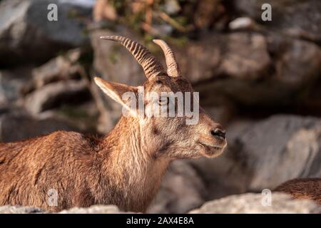 Capra ibex primo piano fotografia, capricorno su sfondo roccioso Foto Stock