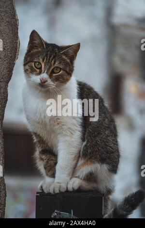 Cat ritratto seduto su una recinzione di ferro, accanto a una parete, guardando dritto la fotocamera. Foto Stock