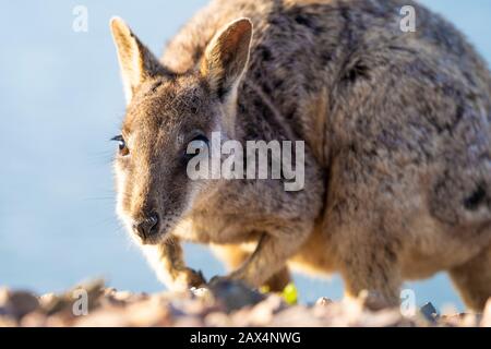 Wallaby rock alleato (Petrogale assimilis) tra le rocce sul muro di Ross River Dam. Foto Stock