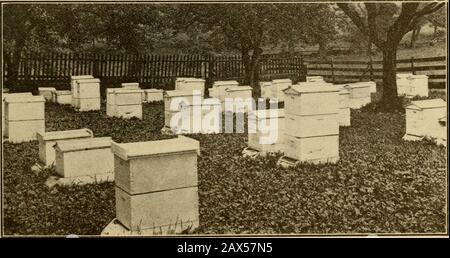 Gleanings nella coltura dell'ape. Ft^iit:MI&gt;« un apiary della città che si è sviluppato da un paio di sciami. La paglia intorno agli alveari era per protezione nella primavera. Fotografato da Homer Mathewson. Mostra uno dei molti apiari nella SanFernando Valley, nella California meridionale. Thisyard si trova vicino a Chatsworth, ed è uno dei nove oiityards di proprietà della California niaHoney Co. Questo apiary produce soltanto il ragehoney, molto poco arancione che è all'interno reacli.A fuoco-freno è stato arato intorno al cantiere, Ma anche con questa protezione 1 ha informato che c'era qualche danno donemediante il fuoco la visita di vear folloAving mv. Foto Stock