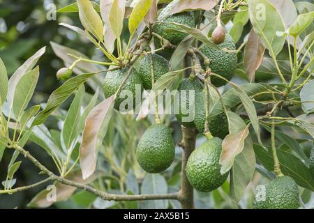 Avocado frutti sull'albero pronti per la raccolta. Hass avocado Foto Stock