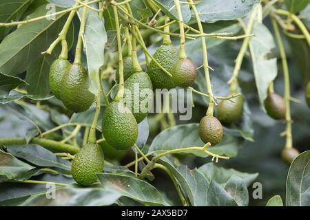 Avocado frutti sull'albero pronti per la raccolta. Hass avocado Foto Stock