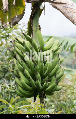 Mazzo di banana maschio verde nel raccolto - Musa Foto Stock