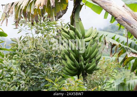 Mazzo di banana maschio verde nel raccolto - Musa Foto Stock