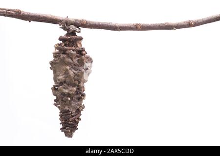 farfalla notturna crisalis su sfondo bianco. Foto Stock