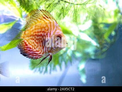 Angel Fish fare quello che i pesci fanno, nuotare intorno al serbatoio in attesa che il cibo di cadere. Foto Stock