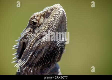 Primo piano di testa del drago orientale barbuto (Pogona barbata) Foto Stock