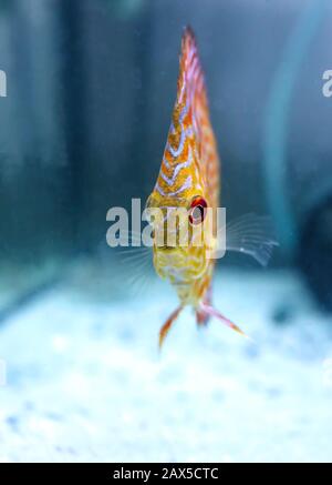 Angel Fish fare quello che i pesci fanno, nuotare intorno al serbatoio in attesa che il cibo di cadere. Foto Stock