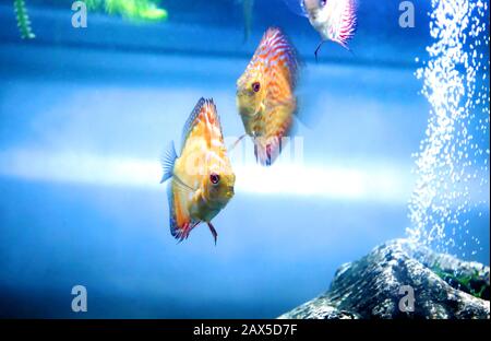 Angel Fish fare quello che i pesci fanno, nuotare intorno al serbatoio in attesa che il cibo di cadere. Foto Stock