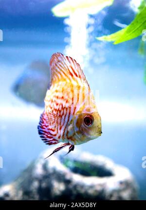 Angel Fish fare quello che i pesci fanno, nuotare intorno al serbatoio in attesa che il cibo di cadere. Foto Stock