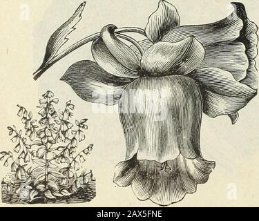 Catalogo primaverile dei semi di fiori e giardini nuovi, rari e belli di John Saulo coltivati e importati da John Saulo, Washington D. CC1888 . Alyssum.Aquilegia (Columbine) Durandii Pleno. Fiori bianchi, splendidamente striati con cremisi 10 marrone scuro: Doppio, nuovo e distinto 10 Canadensis; giallo e rosso . 10 Chrysantha: (Vedi Novelties) 05 Chrysantha Coerulea: (Vedi Novelties).. 10 Glandulosa; blu e bianco, fine 10 Skinneri; cremisi, scarlatto e arancio, bella 10 Olimpica: (Nuovo) -.. 15 YVittmaniana: (Vedi Novelties) 10 Alba pleno; doppio bianco 05 Hortensis; doppio, fine misto 05 Siberica; doppio 10 Foto Stock