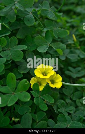 Bermuda butterCup (Oxalis pes-caprae) fiore giallo Foto Stock