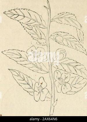 Dictionnaire de conversation à l'usage des dames et des jeunes personnes : ou, Complément nécessaire de toute bonne éducation . Thaler. TFlfi - 202 - il. Il. Toujours velo, et prospoiOclans les paga monlueux, sur lo incanting des col-lines. Les Province tloKiang-Nan, Kiang-si Etche-Kiang fournissent leté vert, celle de Fo-Kieile thé noir. Le péko est leplus recherché de tous. La prima récole a lieuvers le mois de- février :VX^ cest le thé impérial ; il est>.^X réservé pour lusage de^^ lempereur et de la cour.la seconde récolte se faitau incomincia davril,et la troisième dans le Foto Stock